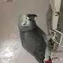 بغبغاء كاسكو 