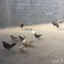 دجاج بلدي للبيع