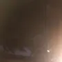 نخله كبيرة للبيع 