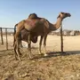خلفه حمراء منيحه وجرمها طيب 