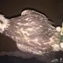 للبيع صقر طير وكري