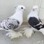 عرض على حمام زينه 