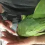 دره متكلم واليف