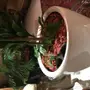 احواض نبات وورود ( ليتشوزا ) 