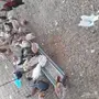 دجاج بلدي بياض