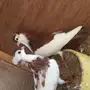 لبيع طبه بالغاري احمر 