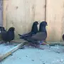 حمام كنق