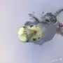 جوز هوقو 