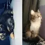 قطط للتبني
