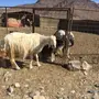 للبيع غنم نجد مراح ولد