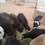 للبيع نعاج