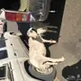 حريه متبع