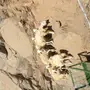 رخال للبيع