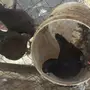 زوج كنج معه طبه