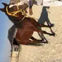 حصان هادي مطيع للبيع 