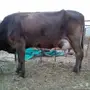 بقره سويسريه مع حسيلها