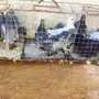 حمام سوادي جمله