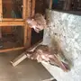 طبه كشكي