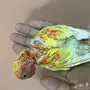 فررخ روز غر لون مميز أحمر ( ناري) ..