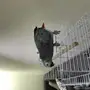 كاسكو هولندي حجل ذهبي