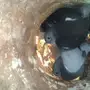 فروخ حمام زاجل