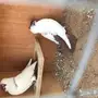 طبه هلمت باقي ريشه 