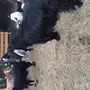 فحل عارضي حار جدا وانتاجه موجود