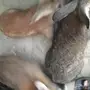 3 ذكور شنشلا