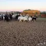 غنم معزا صنف كفووو حشيد تولد