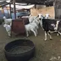ضان طيبه للبيع