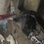 ديك ودجاجة رومي 