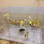 فراخ كناري للبيع بالعلا