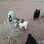 ماعز معزا عنز والد مواليد معزا معهن تيوس وجفر