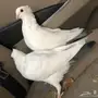 للبيع حمام فرنسي عدد 11 زوج