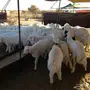 طليان درجة أولي