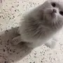 بسة شرازية 