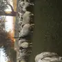 للبيع غنم نعيم طيبة