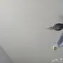  جوز كروان جاهز 