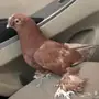 للبيع جوز حمام 