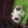 طبه كلرهد