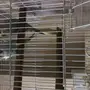  بادجي للبيع (بادجي كرست) 