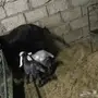 معزا معها جفرتين