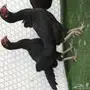 دجاجباكستاني اسود 