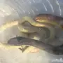 كوبرا للبيع