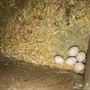 زوج بادجي