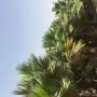 نخيل واشنطن 