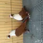 طبات لبناني مستويات
