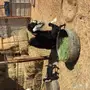 عنز معها 3 