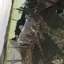 معزا ولد