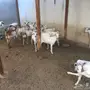 مزاد لاعلى سومه بيشيات جفار 